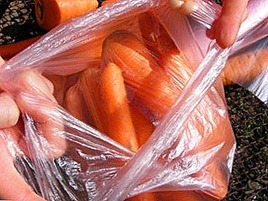 Fir Liebhaber vun orangefrëndem Root Geméis - wéi fannt Dir Karotten an de Frigo, fir hir beneficiell Eegeschafte ze konservéieren?