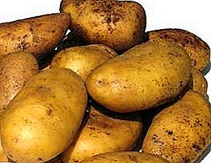 Алгачкы өсүмдүктөрдүн күйөрмандары үчүн - картошка "Брянск деликатес": ар түрдүү жана мүнөздөмөлөрүн сүрөттөө