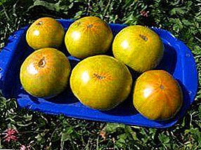 Dragulj iz Sibira - vrsta paradajza "Malachite Box": opis i značajke uzgoja paradajza