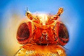 Drosophila tsy manidina ary karazana hafa amin'ireny lalitra ireny