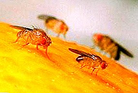 Drosophila: kif għandek teħles minn dubbien, nases u mezzi oħra tedjanti