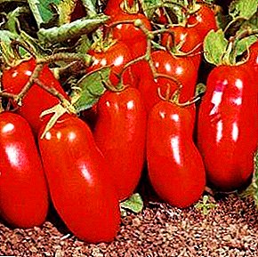 Cyfaill egin garddwr - “Gwennol” tomato: disgrifiad a nodweddion yr amrywiaeth, nodweddion amaethu