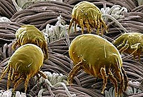 Effektiv Methoden fir mat Staubmilperen an Fotoen vun dësen Insekten ënnert engem Mikroskop ze beschützen