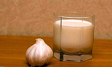 Infus susu sing èfèktif lan populer karo bawang putih kanggo nyisihaken cacing lan parasit