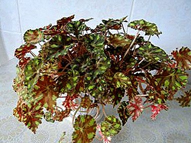 Spektakularni cvijet Begonia Bauer ili Tigrovaya: kako rasti kod kuće? Upute za njegu