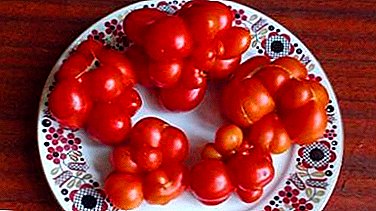 Egzotični iz Transilvanije: opis i načini korišćenja sorte paradajza "Češnjak"