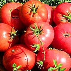 Ji bo pêşniyarên ji bo celebên tomato yên kesk "Pride of Siberia" û pêşniyara berfireh ya wê