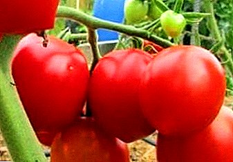Бир класс сүрөттөмө, сүрөттөр, сыпаттамасы: - Силер мол түшүм келсе помидор "Budenovka" жардам берет