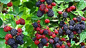 Blackberry: repwodiksyon, plante, swen, pwopriyete itil