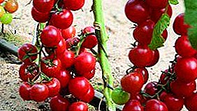 Delicioso e caprichoso híbrido F1: variedade de tomate Cherry Ira! Fotos, descricións e recomendacións para o cultivo e coidado