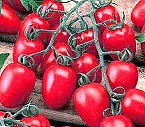 Sugar Flavored Small Tomatoes - Tomato F1 Nastya Slastena