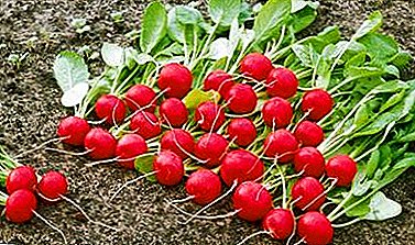 Räich an Vitaminen a Mineralstoffer Geméis - Rettich Cherryat F1. Detailéiert Charakteristiken an Beschreiwung vun der Varietéit
