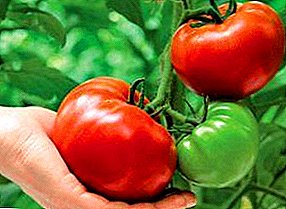 Características e descrición da variedade de tomates nacionais: cultivamos "Tamaño ruso" F1