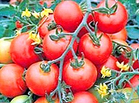 Zovuta ndi tomato zopatsa "Chipale chofewa" F1 - kufotokozera zosiyanasiyana, chiyambi, zolima