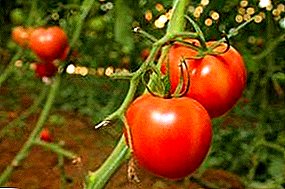 Mane maturandi varietates tomatoes «Ivanhoe» F1 Description tomatoes fructus photo commoda et incommoda