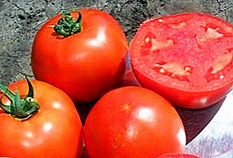 Amrywiaeth cynhyrchiol, hardd, hardd ar gyfer eich gwelyau - tomato "Bagheera f1"