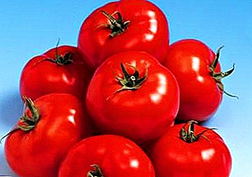 Ny vahiny tonga soa eto amin'ny tranokalan'ny firenena dia tomato iray Belle F1: famaritana sy sarin'ny karazana.