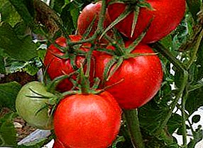 Hibrid i domates "Blagovest F1": përshkrimi dhe karakteristikat e varieteteve të domate, rekomandimet për rritje