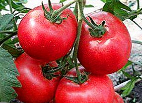 Келечегинен көптү үмүттөндүргөн жаңы продукт - "Отамн" помидор көп түрдүүлүгү жана ар түрдүүлүгү f1: сүрөттөр, сүрөттөмөсүн жана өстүрүү ыкмалары боюнча