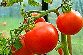Priskribo de senpretenda universala hibrida diverseco de tomato "Amiko F1"