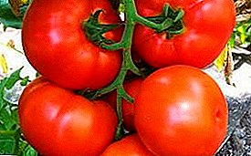Tomato de alta rendimento "Ilyich F1": priskribo de vario ne pretendema