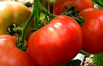Rezistan a estrès ak chalè Tomat "infini" F1: deskripsyon varyete a ak karakteristik nan ap grandi
