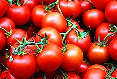 Visokorodni paradajz za zaposlene ljude "Irishka F1": opis sorte i njenih glavnih karakteristika
