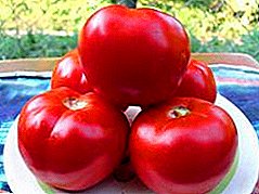 Yüksək verən pomidor "Qırmızı qırmızı F1": müxtəlifliyi, xüsusiyyətləri və fotoşəkillərin təsviri