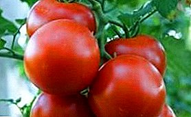 İstixana pomidoru "Kristal f1" təsviri, əkinçilik, mənşə, fotoşəkil