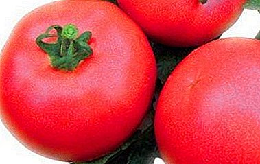 Pink Pink Tomatoes arrosa - F1 Hybrid-en deskribapena eta ezaugarriak