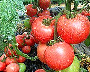 Израелска прва генерација хибрид - Пинк клер домат f1: главни карактеристики, опис и слика