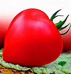 Эрте бышуучу жана ташуу помидор "Premium F1": помидор түрдүү баяндамасы