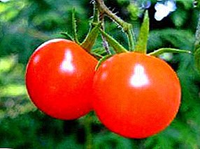 Mir wuesse eng Tomate "Polfast F1" - eng Beschreiwung vun der Varietéit an de Geheimnisse vu gudden Ausgab