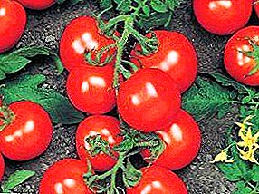 Hollandiyadan dadlı qonaq - pomidor "Richie" f1: müxtəlifliyin təsviri və becərilməsi xüsusiyyətləri