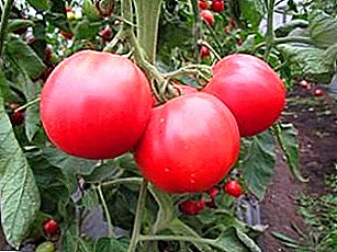 Modestes varyete tomat "Pink Miracle F1", rekòmandasyon pou deskripsyon swen, ak foto