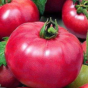 Verejgrupuloj estimos la Tomatojn de Pink Treasure F1: priskribo kaj karakterizaĵoj de la vario