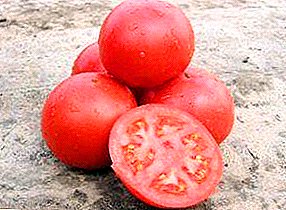 Selección holandesa híbrida - tomate Tarpan f1: foto, descrición e especificacións