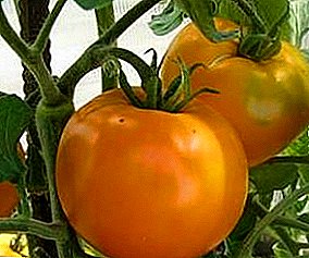उष्णता-प्रेमळ टोमॅटो "गोल्डन जयंती" एफ -1 - आपल्या हरितगृहांसाठी तेजस्वी लवकर विविधता