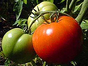 Alta imuna kultivaĵo de speco de tomato - Ĉampiono f1: priskribo kaj foto