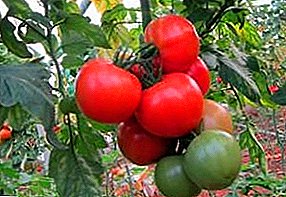 Moderna hibrido de tomatoj, kiujn oni povas konservi ĝis la Nova Jaro: Flamingo F1 - priskribo kaj specifoj