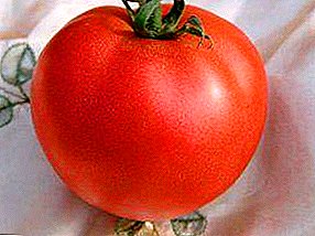 Siberiako klimaarentzat beharrezkoa da "Ivanovitx" tomate barietatea F1: tomatearen jatorria eta deskribapena.