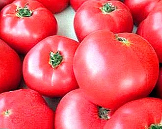 Sato Thermophilic lan foto - Pink King tomat. F1: karakteristik lan deskripsi macem-macem