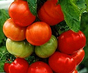 Yüksək verimli və nəmlik çatışmazlığına qarşı tolerant - müxtəlif pomidor "Titanik" f1