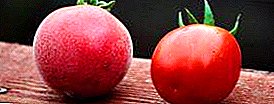 Insolitum varietates tomatoes «persicum» F1 Description varietas pomorum rationes, utilitates hujusmodi consectetur pestis