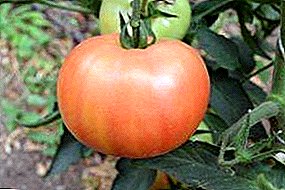 Beschreiwung vun der universeller Hybrid - Tomate "Alesi F1": Charakteristiken a Gebrauch vun der Varietéit