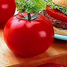 Errusiako hedapen bogatyr holandarra - tomate Big Beef F1. Argazkien deskribapen zehatza eta ikuspegi orokorra