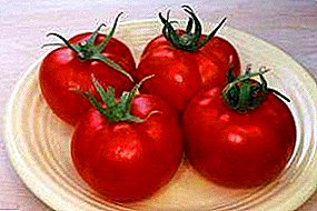 Tomate híbrido "Favorit F1": descrición dunha variedade de tomates e características do cultivo