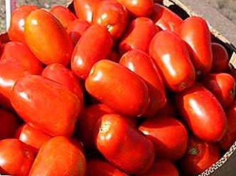Carro pequeno e caro - Tomate clásico f1: descrición da variedade, cultivo, recomendacións