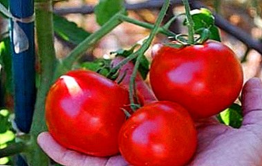 Tomateak "Masha Doll": tomate barietateen ezaugarriak eta deskribapena F1