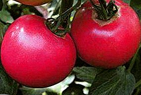 Variedade de tomate con gran rendemento e "viño de framboesa" f1: características e descrición do tomate para os invernadoiros altos